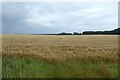 NU1135 : Farmland south of Easington Grange by DS Pugh