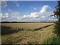 Wheat field off Conery Lane