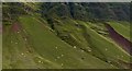 SN8021 : Sheep on hillside below Cwar Du by Alan Hughes