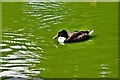 Shanklin: Ducks on Big Mead Pond 1