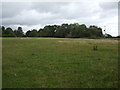 Grazing off Roman Road near Lapley