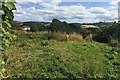 Derelict nursery, Bishopsteignton