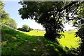 Sunlit pasture at Newholm