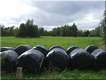 SJ9216 : Silage bales and field near Drayton Manor by JThomas