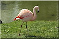 SH8378 : Chilean flamingo - Phoenicopterus chilensis by Richard Hoare