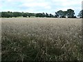 SK3898 : Field of barley, near Barrow Field by Christine Johnstone
