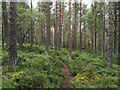 Path in woodland near Aultvaich, above Beauly