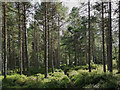 Path in woodland near Aultvaich, above Beauly