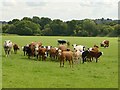 Curious cattle