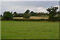 Farmland, Hazelbury Bryan