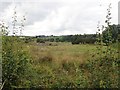 Wetland on the Tullyvallen flood plain