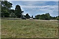 Farringford Park: Cattle seen from the Parkland Walk