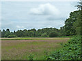 Field west of Greatham Common