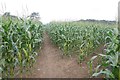 SJ3625 : Forage maize,  Tedsmore by Richard Webb