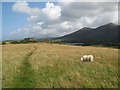 Hilltop pasture