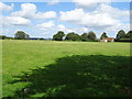 Grazing near West Orchard Farm, Preston Capes