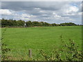 Grazing near Hootens Farm