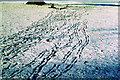 ST8183 : Grey Squirrel Tracks, Badminton, Gloucestershire 1985 by Ray Bird