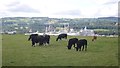 Cattle above Chirk