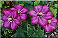 Hindringham Hall: Clematis 1