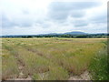 Stubble field with The Wrekin in the distance