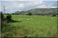 NS5577 : Grazing sheep, Mugdock by Richard Sutcliffe