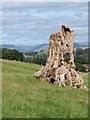 Hollow tree stump at Dalebanks