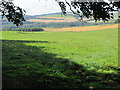 View of spring and adjacent plantation near Preston, Scottish Borders