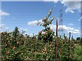 Ripe apples near Wilford Court Farm