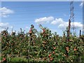 Apple orchard near Wilford Court Farm