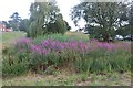 Flowers by Sarratt Pond