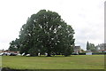 Tree on Sarratt Green