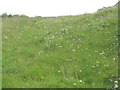 NM8340 : Wild meadow on Lismore by M J Richardson