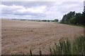 Flattened crops, Balgowan