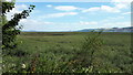 Errol reedbeds at Daleally