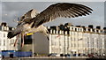 SN5881 : Gull at Aberystwyth by Peter Trimming