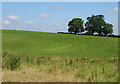 Grazing near Luckington