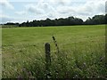 SJ2356 : Woodland in a field corner, east of Rhyd y Ceirw by Christine Johnstone