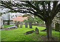 Tree in the churchyard of St John the Baptist