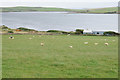 ND4292 : Sheep near Inkbottle by Bill Boaden