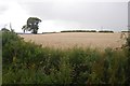 NO0024 : Barley, West Meckphen by Richard Webb
