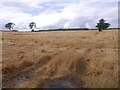 Flattened oats near Methven