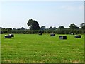 SK2534 : Plastic covered hay bales in a field by Ian Calderwood