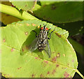 Nemorilla floralis on a rose leaf