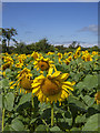 C9607 : Sunflowers near Portglenone by Mr Don't Waste Money Buying Geograph Images On eBay