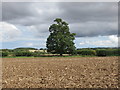 Big old tree on field margin near Leitholm in the Scottish Borders