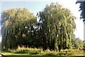 Willow trees by Drayton Road, Medbourne