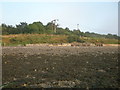 A line of sea defences on the coast of Rossie Island