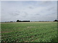 TF2341 : Field of oilseed rape off Creaseyplot Lane by Jonathan Thacker