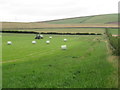NT7565 : Lapsed silage bale recovery on Belstruther in the Scottish Borders by ian shiell